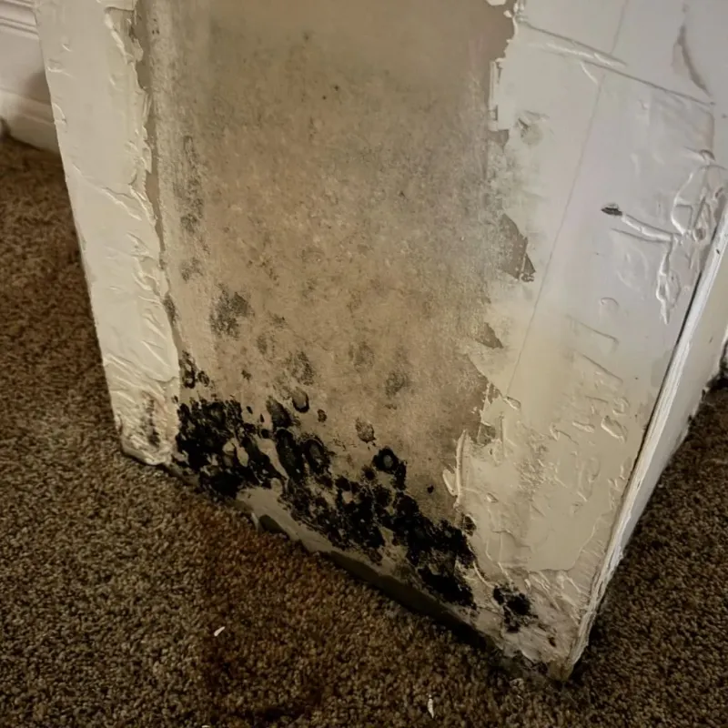 Professional Mold Removal in Bellville, TX